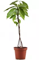 Авокадо, или Персея американская - Persea americana D19 H80