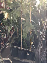 Авокадо, или Персея американская - Persea americana D21 H150