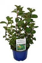 Мята Базил - Mentha piperita f. Citrata 'Basil'  H25