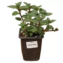 Мята перечная Чоколат или Мята Шоколад - Mentha Chocolate  H20