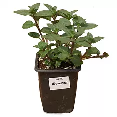Мята перечная Чоколат или Мята Шоколад - Mentha Chocolate  H20