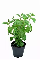 Мята грейпфрутовая - Mentha piperita grapefruit D12 H20