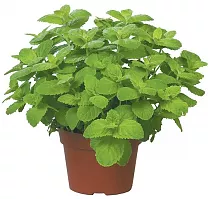 Мята круглолистная Яблочная - Apple Mint D12 H20