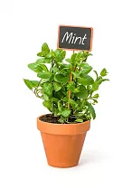 Мята перечная с ароматом апельсина - Mentha ORANGE D12 H20