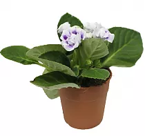 Синингия Соната Вайт - Sinningia H25 D12