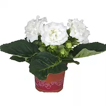 Синингия Вайт - Sinningia D12 H25