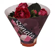 Синингия Соната Ред - Sinningia D12 H20