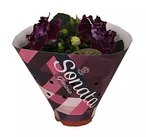 Синингия Соната Виолет - Sinningia  D12 H20