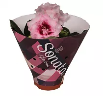 Синингия Соната Виолет Пале - Sinningia D12 H20