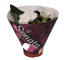 Синингия Соната Вайт - Sinningia D12 H20