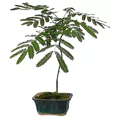 Альбиция ленкоранская - Albizia julibrissin ‘Summer Chocolate’ D18 H70