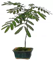 Альбиция ленкоранская - Albizia julibrissin ‘Summer Chocolate’ D18 H70