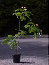 Альбиция ленкоранская - Albizia julibrissin ‘Summer Chocolate’ D19 H100