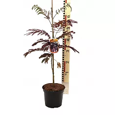 Альбиция ленкоранская Летний шоколад - Albizia julibrissin ‘Summer Chocolate’ D18 H70