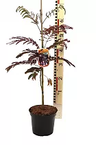 Альбиция ленкоранская Летний шоколад - Albizia julibrissin ‘Summer Chocolate’ D18 H70