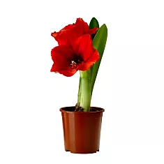 Гиппеаструм - Hippeastrum D14 H35