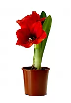 Гиппеаструм - Hippeastrum D14 H35
