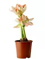 Гиппеаструм -Hippeastrum  D14 H35