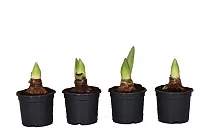 Гиппеаструм - Hippeastrum D13 H20