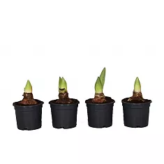 Гиппеаструм - Hippeastrum D13 H20