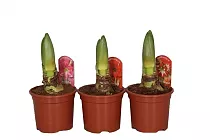 Гиппеаструм - Hippeastrum D14 H25