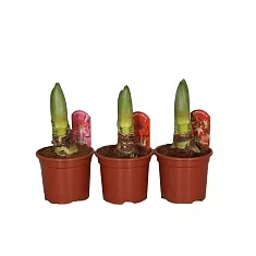 Гиппеаструм - Hippeastrum D14 H25