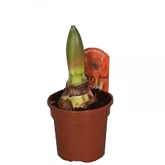 Гиппеаструм - Hippeastrum D14 H30