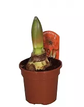 Гиппеаструм - Hippeastrum D14 H30