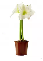 Гиппеаструм - Hippeastrum D14 H35