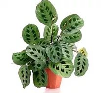 Маранта Керховена - Maranta leuconeura var.Kerchoveana D14 H40