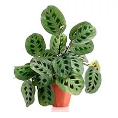 Маранта Керховена - Maranta leuconeura var.Kerchoveana D14 H40