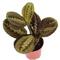 Маранта трехцветная (триколор) - Maranta tricolor D14 H25