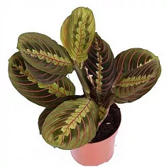 Маранта трехцветная (триколор) - Maranta tricolor D14 H25