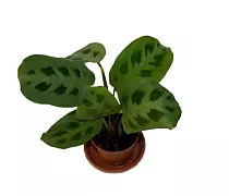 Маранта Керховена - Maranta leuconeura var.Kerchoveana D12 H25