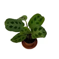 Маранта Керховена - Maranta leuconeura var.Kerchoveana D12 H25