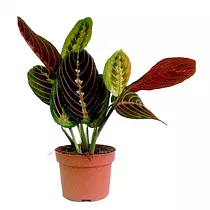 Маранта трехцветная (триколор) - Maranta tricolor D14 H30