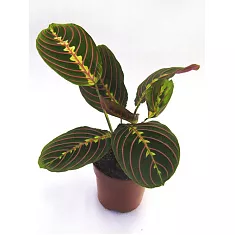 Маранта трехцветная (триколор) - Maranta tricolor D12 H25