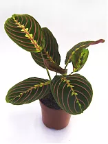 Маранта трехцветная (триколор) - Maranta tricolor D12 H25