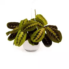 Маранта трехцветная (триколор) - Maranta tricolor D12 H20