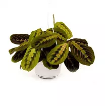 Маранта трехцветная (триколор) - Maranta tricolor D12 H20
