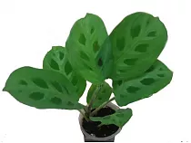 Маранта двухцветная - Maranta bicolor D12 H25