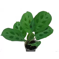 Маранта двухцветная - Maranta bicolor D12 H25