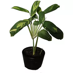 Маранта тростниковая - Maranta arundinacea D12 H25