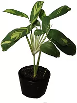 Маранта тростниковая - Maranta arundinacea D12 H25