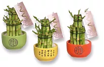 Бамбук Лаки в керамике - Bambusa D9 H16