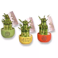 Бамбук Лаки в керамике - Bambusa D9 H16