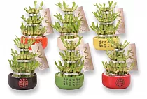 Бамбук Лаки в керамике - Bambusa D10 H16