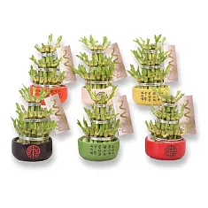 Бамбук Лаки в керамике - Bambusa D10 H16