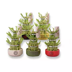 Бамбук Лаки в керамике - Bambusa D12 H21