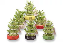 Бамбук Лаки в керамике - Bambusa D16 H26